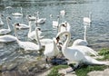 Beautiful Swans Ã¢â¬â Cygnus, waterfowl on the lake shore Royalty Free Stock Photo